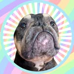 francopets profile picture
