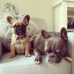 frankandlunafrenchies profile picture