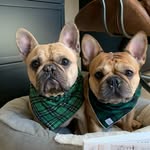 frank_and_oliver profile picture