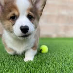 frankie.the.loaf profile picture