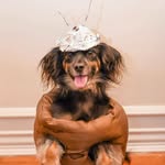 frankjrjrsays profile picture