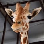 franklinsafari profile picture