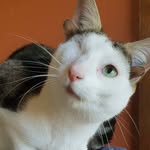frank_n_kitten profile picture