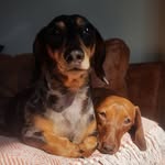 frankthesausage_ profile picture