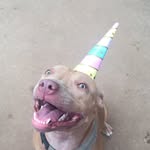 frankthetank_and_friends profile picture