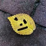 fransvanderheijden profile picture