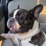 freddie_the_frenchie_mercury profile picture