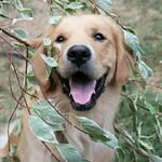 freddiethegolden profile picture