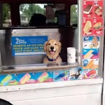 freddiethegoldenretriever1 profile picture
