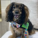 freddypickles profile picture