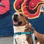 freddythoughts profile picture