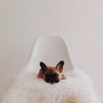 frenchcarlton profile picture