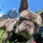 frenchie.bougie profile picture