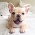frenchiebutt profile picture