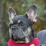 frenchiechungus profile picture