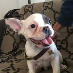 frenchiegucci profile picture