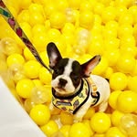 frenchiehalo profile picture