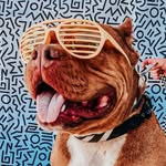 fresnobullyrescue profile picture