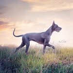 freyaeverafter_ profile picture