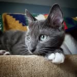 freyfreythegrey profile picture
