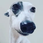 frida_the_greyhound profile picture
