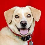 friendsofnorthcentralshelter profile picture