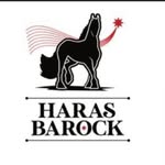 friesianharasbarock profile picture