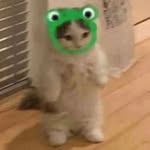 frog_paradise profile picture