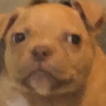 frogqueenivy profile picture