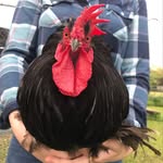 frogtherooster profile picture