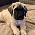 fronkythemastiff profile picture