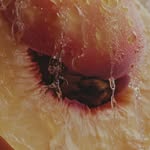 fruit.events profile picture