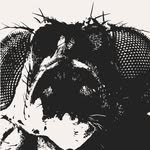fruitflyforever profile picture