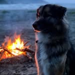 full_time_floof profile picture