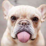 funanimalmemes profile picture