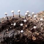 fungiversity profile picture