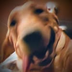 funkerfenris profile picture