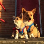 furgiandcharli profile picture
