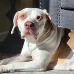 furtheloveofdogs13 profile picture