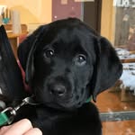 futureguidepuppy profile picture