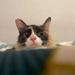 fyzdp profile picture