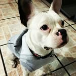 gaiathefrenchie profile picture