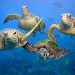 galapagosisland profile picture