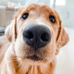 gamjamypotato profile picture