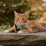 gary.lechat profile picture