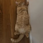 gary_therescuekitty profile picture