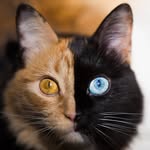 gataquimera profile picture