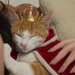 gatinhosdosobrado profile picture