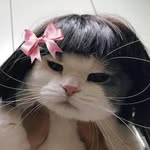 gatitosdepresion profile picture