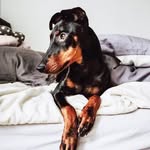 gatsbythemanchesterterrier profile picture
